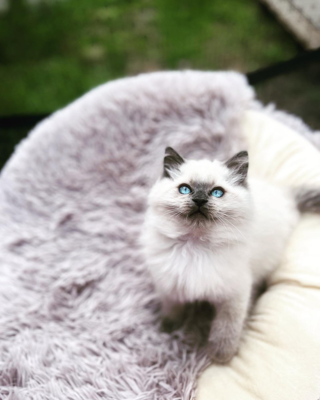 Ragdoll Cat Facts