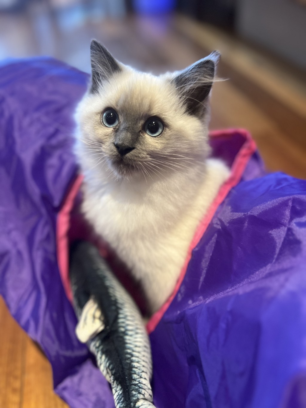 What do Ragdoll kittens and cats need? Your undivided&nbsp;attention!