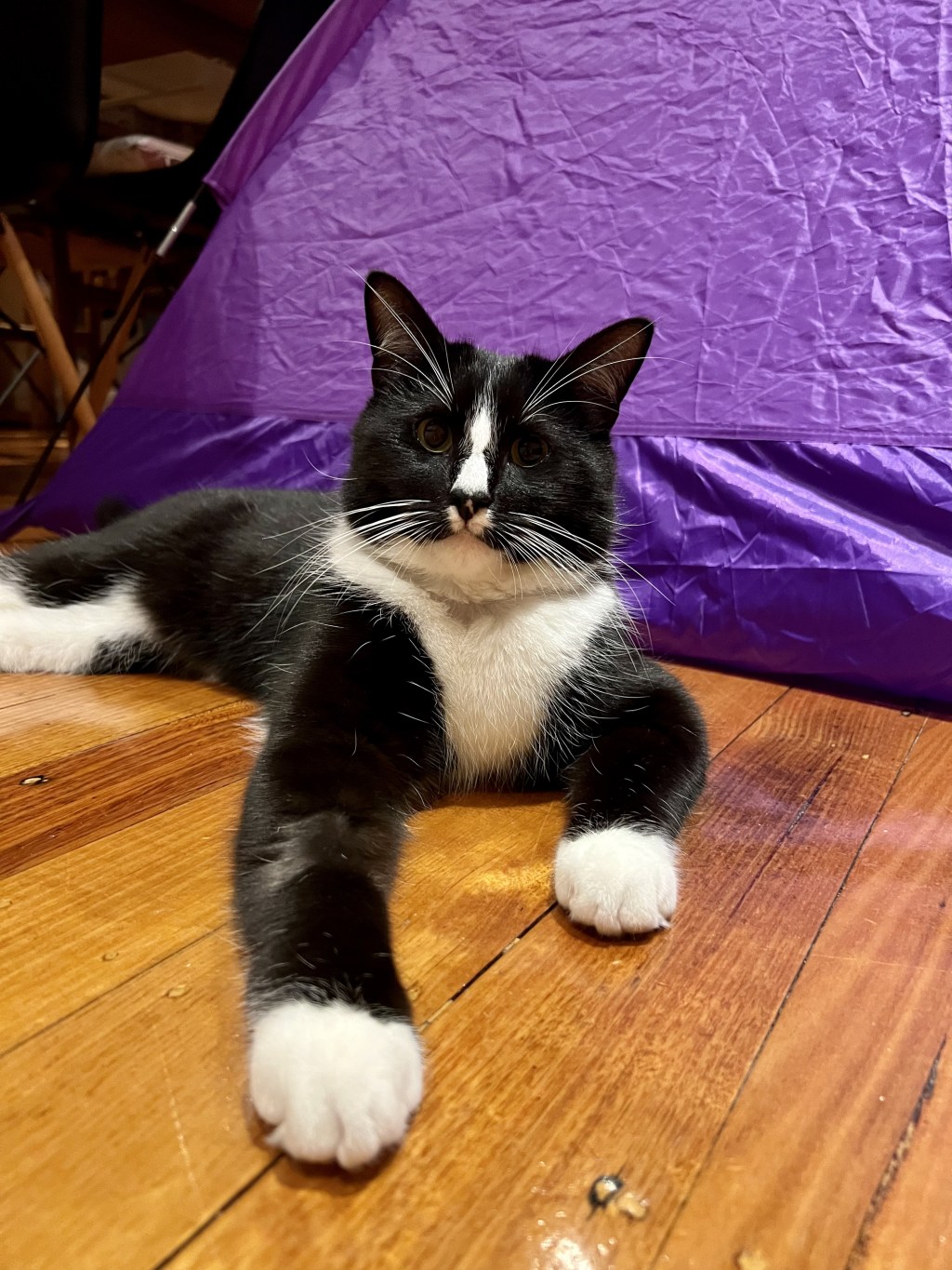 Can tuxedo cats be&nbsp;Persian?