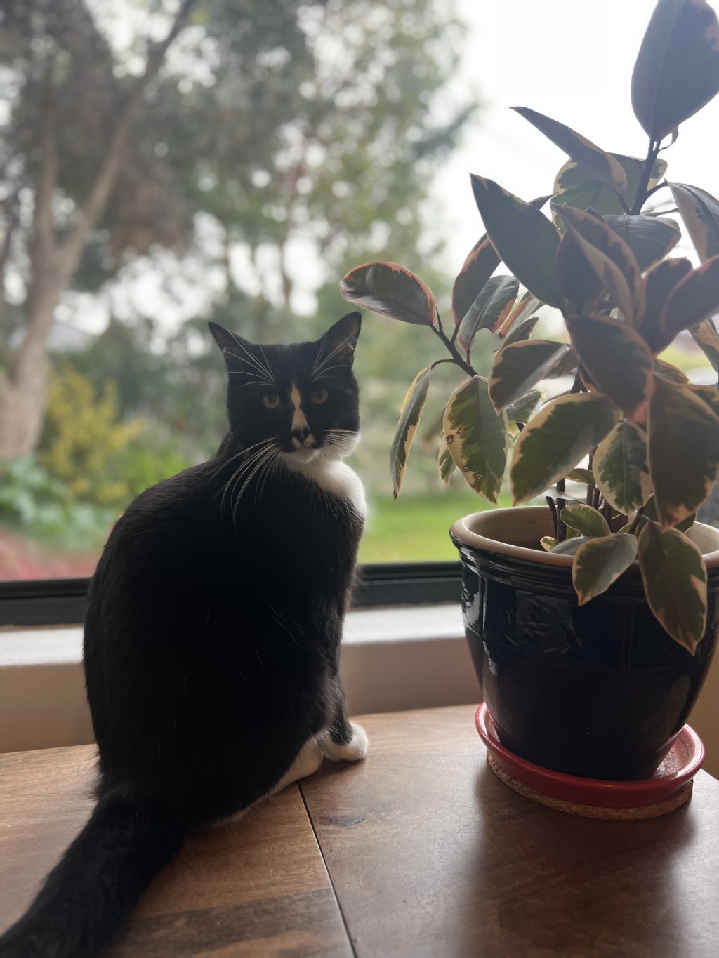 Indoor vs. Outdoor Cats: Should You Let Your Kitty&nbsp;Roam?