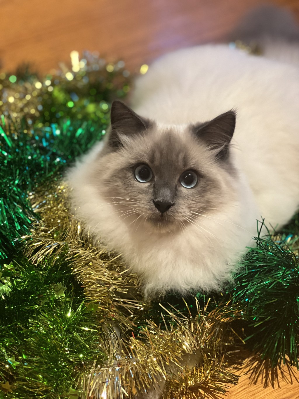 12 Things you didn’t know about&nbsp;Ragdolls